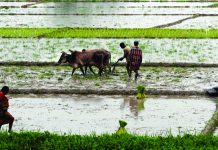 Monsoon revival stimulates Indian economy and politics