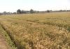 Cabinet approves hike in MSP of Rabi crops for 2018-19, farmers’ income likely to double