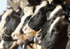 Now sanctuaries to protect destitute cows