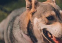 Owning dogs help heart patients recover fast
