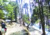 Himachal targets to increase green cover