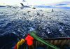 Marine life under threat as oceans losing oxygen
