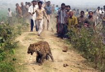 Declining leopard population: A reality check