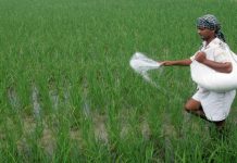 Regular supply of fertilizers in the state assures Haryana Government