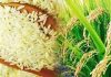 Nearly 25% increase in rice export bring relief to Haryana farmers, exporters