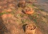 Tamarind a vital cog in Chhattisgarh’s rural economy