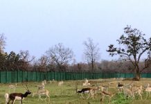 Barnawapara banks on 5-year blackbuck reintroduction plan
