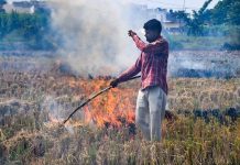 More than 3100 crop stubble burning cases reported in Haryana