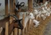 Goat Farming Goes Scientific for Profit