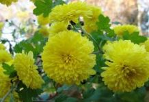 Spring- A Season to Bloom
