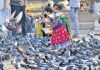 Exposure to Pigeons: Precarious to health