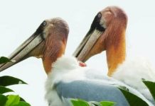 Conserving the Greater adjutant