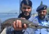 Alarm bells ring as rare Alligator Gar fish is spotted in Dal lake