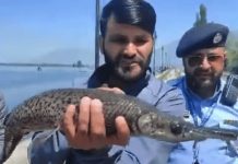Alarm bells ring as rare Alligator Gar fish is spotted in Dal lake