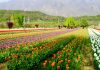 Kashmir’s Tulip Garden achieves Asia’s largest title in World Book of Records