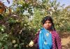 Fruit trees boost farm fortunes in Bundelkhand