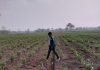 Making crop switch to counter elephants