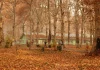 Autumn Meets Winter: Kashmir’s Chinar Leaves Create a Magical Blend
