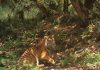 Climate crisis clouds Bhutan’s tiger conservation plan