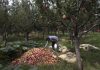 NC flags Centre’s move to import apples from New Zealand
