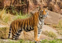 Two tigresses go missing from Ranthambore Tiger Reserve